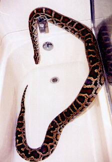 gus playing in the bath tub