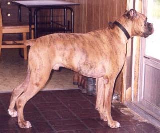 rocky looking for cats in his territory