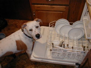 shady doing the dishes