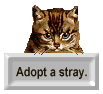 Adopt/a/Stray