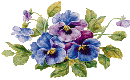 pansies