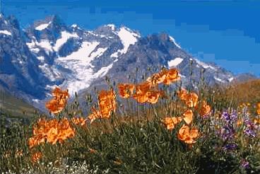 alpine flowers