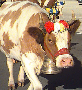 A Swiss cow coming down from the mountains at the end of summer.