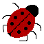 Ladybird