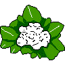 Cauliflower