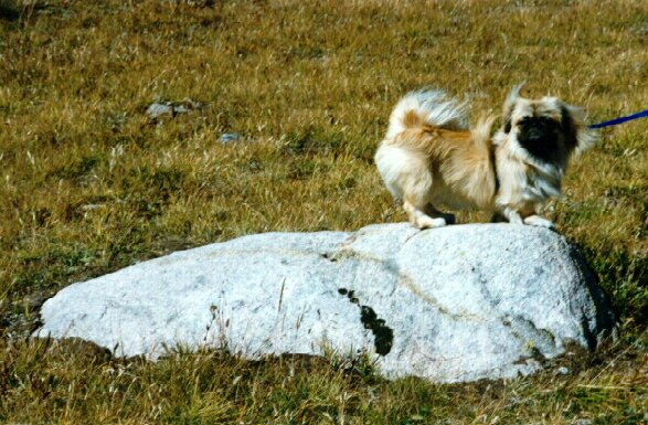 10,000 Ft. up in the Beartooth Mts.