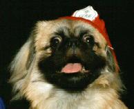 Rocky in his Houston Fire Dept. Captain's Hat (His brother is a Captain)