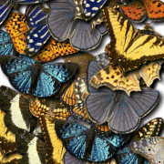 Spieces of Butterflies