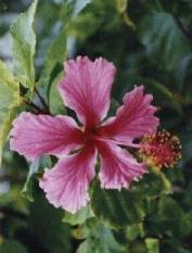 hibiscus