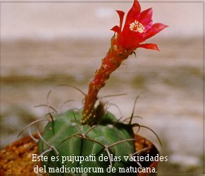 cactus de matucana