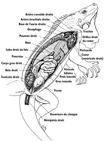 Anatomie intrieure d'un l'iguane mle