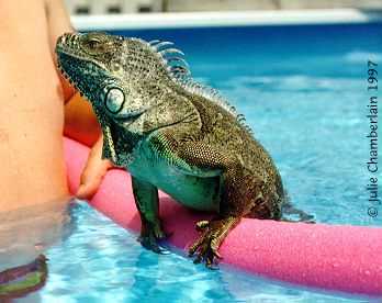 Freddie dans la piscine