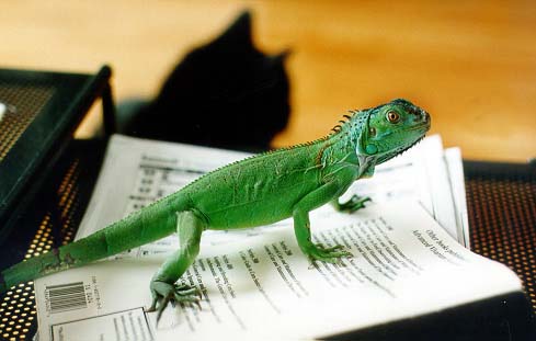 Freddie sur un livre