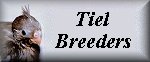 Tiel Breeders - Email List for Cockatiel Breeders