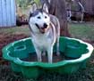 Muddy Husky