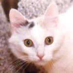 blue cream and white Turkish Van female