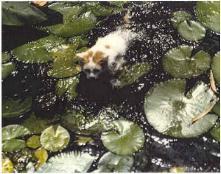 Turkish Van enjoying a swim