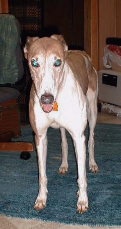 Cathy's new baby, a 1992 retired racing greyhound named Cimmaron, mid April, 1999