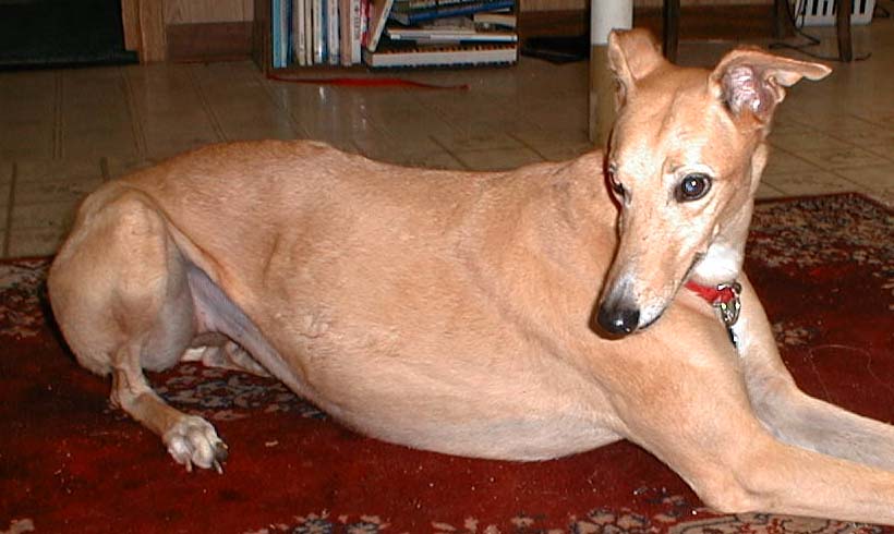 Jeff's 40th birthday present, Fawn, an 8-year old, long retired female greyhound, November 1, 1999