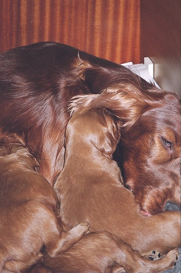 Multi Ch Yesterday's Hero Red Roses in Diamond with her 2,5 weeks old puppies.