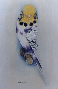 YF Recessive Pied Violet Budgerigar painted by Roy Aplin