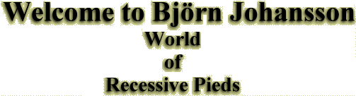 Welcome to Björn Johanssons World of Recessive Pieds