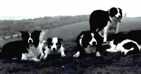 Border Collies