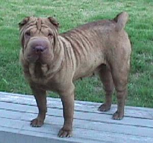 CocoShar-Pei