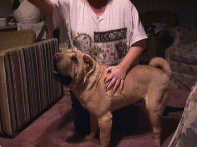 Dusty Shar-Pei