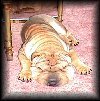 Shar Pei but