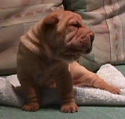 Rolex Shar-Pei