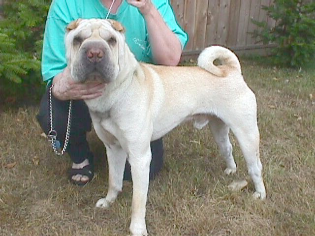 Tucker Shar-Pei