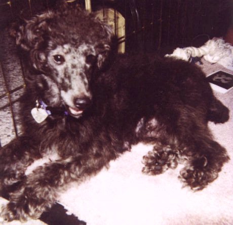 Check out my new hairdo - Mom thinks I'm a poodle!