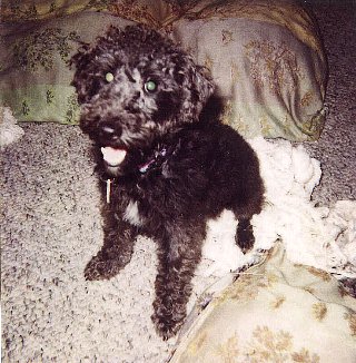 Maggie with the schnauzer 'do