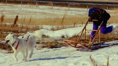 Me dog sledding with Shadow