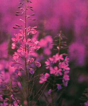 Fireweed - Yukon's Official Flower