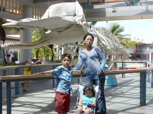 Skeleton of a Blue Whale.