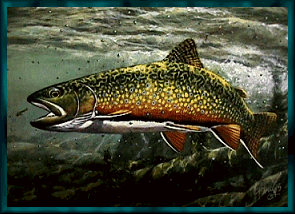 Brook Trout