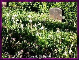 wildflowers