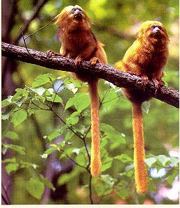 Golden Lions Tamarins. Image from National Zoo brochure