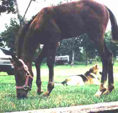 Filly Mystic and guard dog Kemo