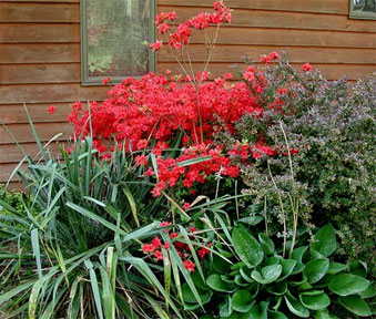 Red Azaleas