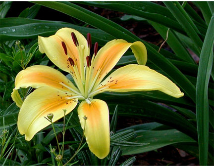 Daylily