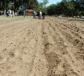 Plowing with Mules at Pineola Farm