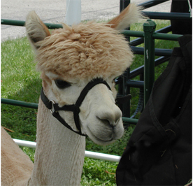 Alpaca at Great Lakes Fiber Show