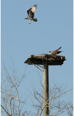 Nesting Ospreys