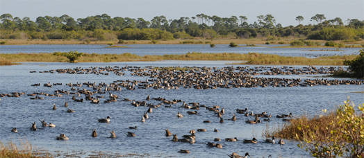 Migrating Pintail Ducks