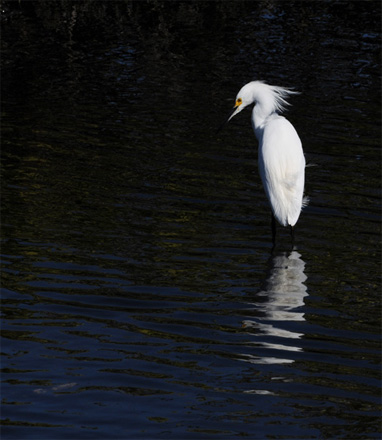 Great White Egret