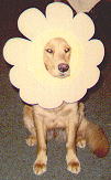 Chotah wearing a flower mask