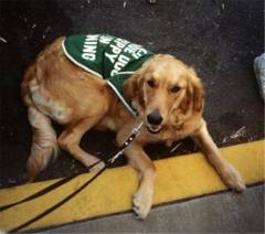 Georgie at GDB sitting on the curb